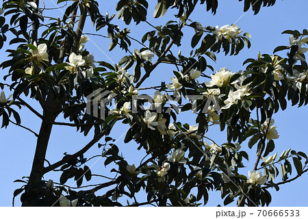 ミヤマガンショウ（深山含笑）の花 70666533