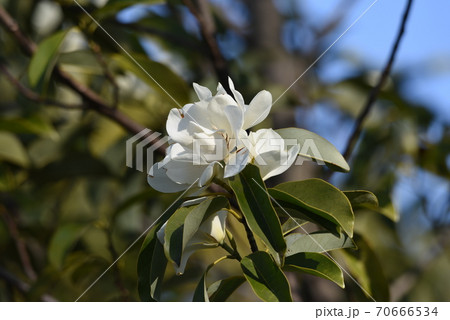 ミヤマガンショウ 深山含笑 の花の写真素材