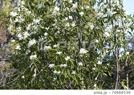 ミヤマガンショウ（深山含笑）の花 70666536