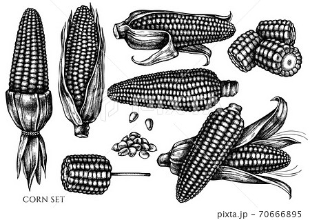 Vector Set Of Hand Drawn Black And White Cornのイラスト素材