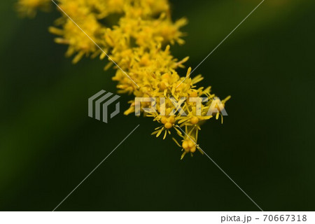 セイタカアワダチソウ（背高泡立ち草） 70667318