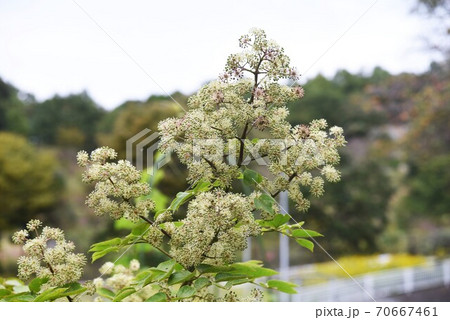 ウド（独活）の花 70667461