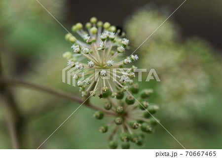 ウド 独活 の花の写真素材