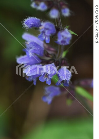 ヤマハッカ（山薄荷）の花 70667535