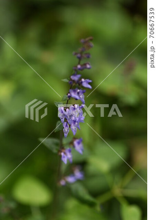 ヤマハッカ(山薄荷)の花 ヤマハッカ(山薄荷)の花 70667539