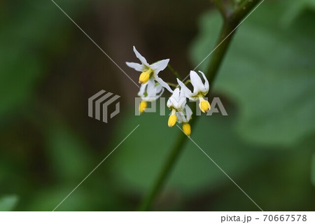 イヌホオズキ(犬酸漿)の花 イヌホオズキ(犬酸漿)の花 70667578