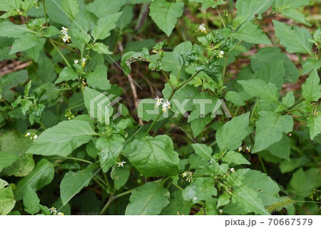 イヌホオズキ（犬酸漿）の花 70667579