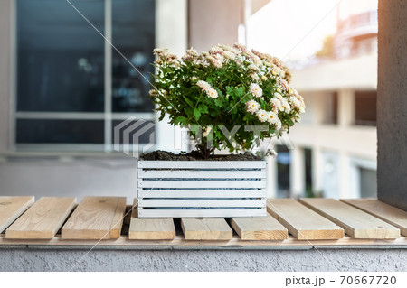 Blossoming white chrysanthemum flower in wooden pot box stand on wood bench near residential or office building against wall and window. Plant decoration of urban city street. Blossoming white chrysanthemum flower in wooden pot box stand on wood bench near residential or office building against wall and window. Plant decoration of urban city street. 70667720