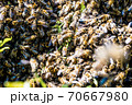 Honey Bees swarm at summer in the garden 70667980