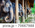 Several elephants stand side by side, Thailand 70667988