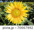 Sunflowers blossoms on the field at summer. 70667992