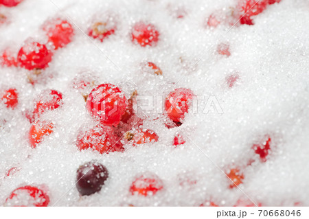 Macro redcurrants and blackcurrant with sugar. 70668046