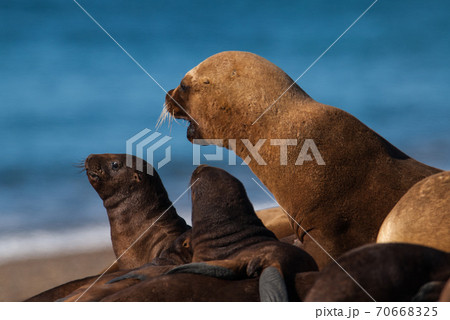 Sea Lion baby.Patagoni Argentina 70668325