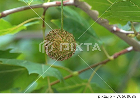 プラタナスの葉と実 プラタナスの葉と実 70668638