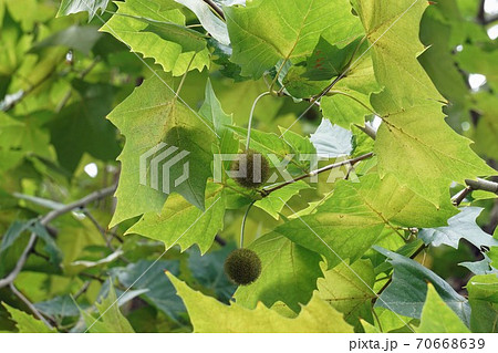 プラタナスの葉と実 70668639