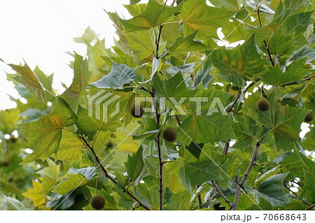 プラタナスの葉と実の写真素材