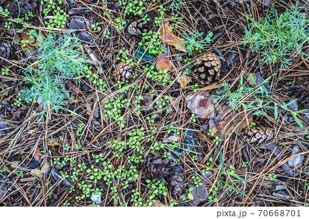 Ground in forest covered with coniferous needles and branches. Ground in forest covered with coniferous needles and branches. 70668701