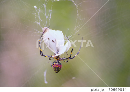 弱肉強食（自然界の掟） 70669014