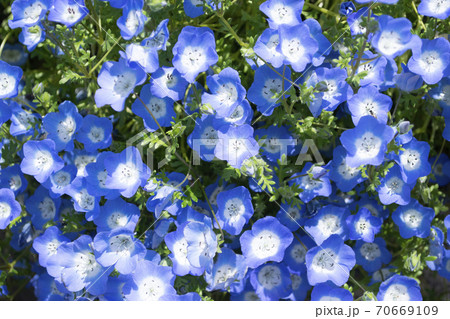 ネモフィラ 青柴色の可憐な花の写真素材