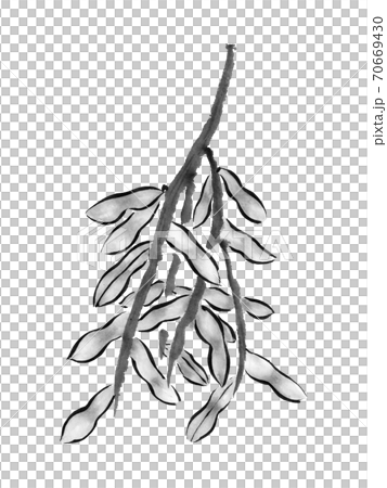 枝豆の収穫 墨の手描き野菜イラスト のイラスト素材 70669430 Pixta