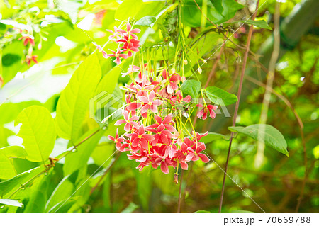 シクンシ 学名:Quisqualis indica L. 、熱帯植物、果実は薬用に使用、生薬名はシク シクンシ 学名:Quisqualis indica L. 、熱帯植物、果実は薬用に使用、生薬名はシク 70669788
