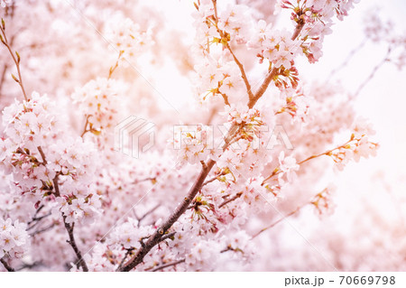 Beautiful blooming cherry blossom [sakura] detail and close up at Springtime is South Korea 70669798