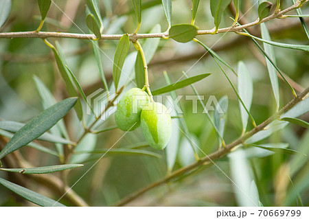 オリーブの実（実は青く、黒くなる前）、日本、秋、東京で撮影 70669799