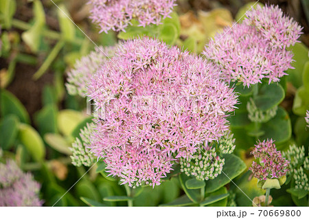 オオベンケイソウ 学名: Hylotelephium spectabile、H. erythrost オオベンケイソウ 学名: Hylotelephium spectabile、H. erythrost 70669800