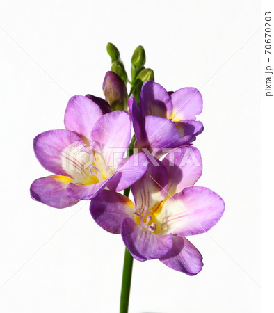 紫のフリージアの写真素材
