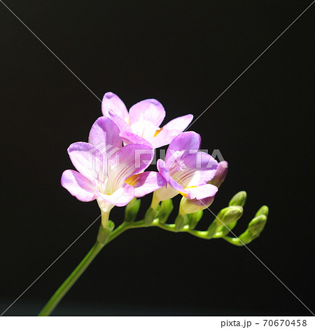 紫のフリージアの写真素材