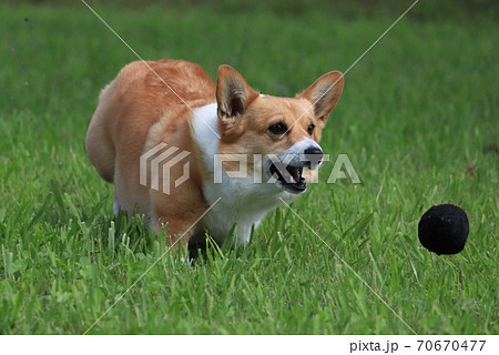 ボールを追うコーギー 70670477