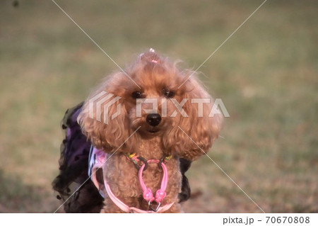 見つめる愛犬 70670808
