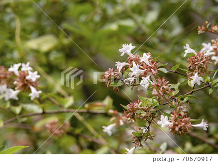 タイワンツクバネウツギの花 70670917