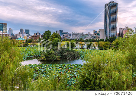 日本の東京都市景観　東京・上野。不忍池などを望む 70671426