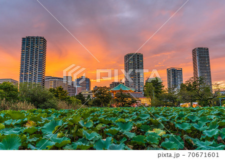 日本の東京都市景観　東京・上野。美しい夕焼けに映えるタワーマンションと不忍池などを望む 70671601