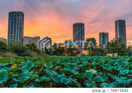 日本の東京都市景観 東京・上野。美しい夕焼けに映えるタワーマンションと不忍池などを望む 日本の東京都市景観 東京・上野。美しい夕焼けに映えるタワーマンションと不忍池などを望む 70671605