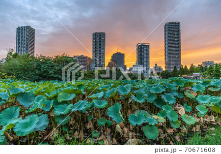 日本の東京都市景観　東京・上野。美しい夕焼けに映えるタワーマンションと不忍池などを望む 70671608