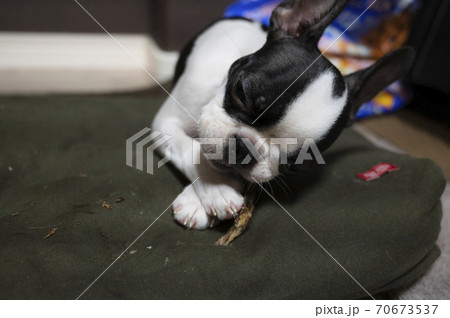 ボストンテリア 70673537