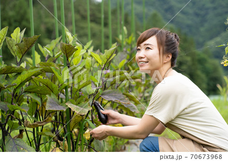 ナスを栽培する女性 ナスを栽培する女性 70673968