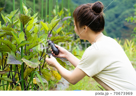 ナスを栽培する女性 70673969