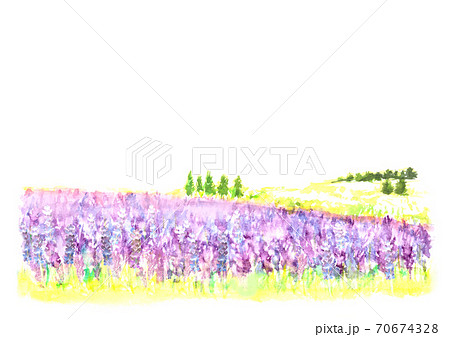 水彩で描いたラベンダー畑の風景 70674328
