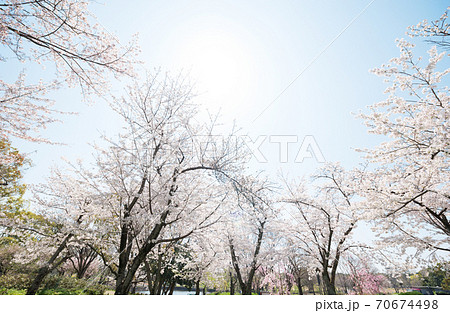 春の万博記念公園 70674498