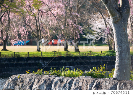春の万博記念公園 春の万博記念公園 70674511