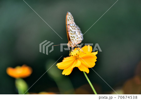 キバナコスモスの蜜を吸うヒョウモン蝶 キバナコスモスの蜜を吸うヒョウモン蝶 70674538