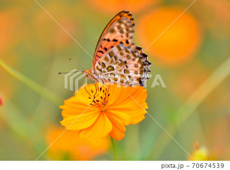キバナコスモスの蜜を吸うヒョウモン蝶 キバナコスモスの蜜を吸うヒョウモン蝶 70674539