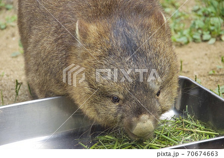 大阪府池田市の五月山動物園のウォンバットト 70674663