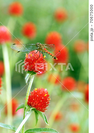 千日紅に止まる赤トンボ、赤とんぼ、アカトンボ 70675000