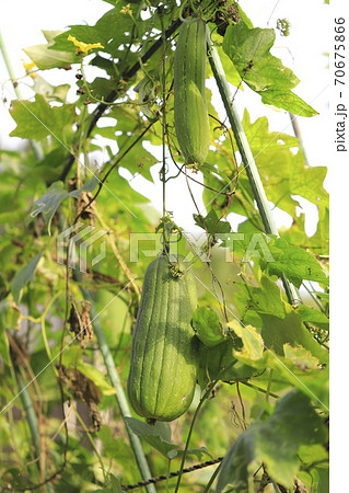 大きなヘチマの実の写真素材