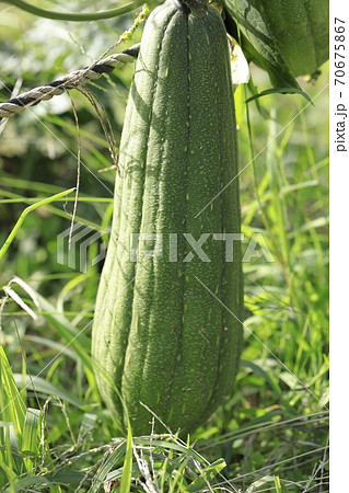 大きなヘチマの実の写真素材