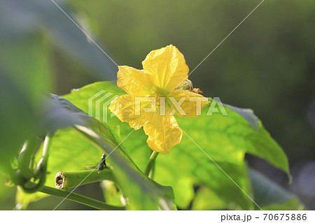 黄色いヘチマの花の写真素材